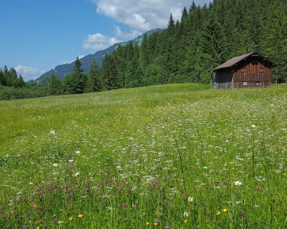 Naturzeithof Hirschegg (Vorarlberg) Extérieur photo